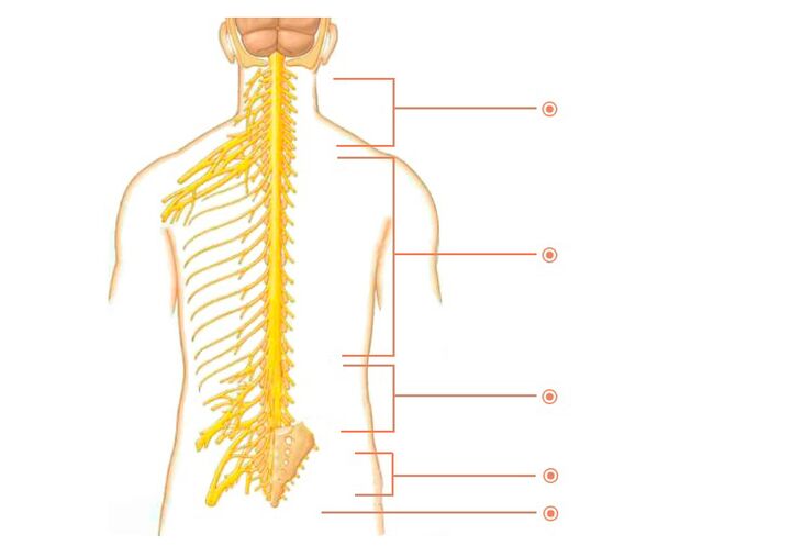 nervi spinali